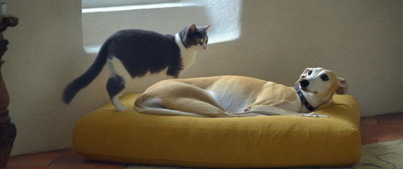 Convivere con un Levriero e gatti