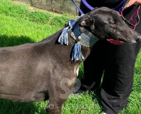 Freyr-Greyhound