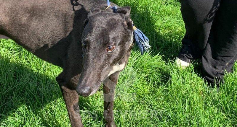 Freyr-Greyhound