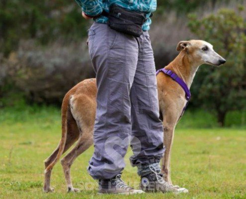 Goten-Galgo