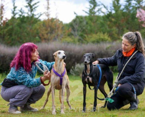 Goten-Galgo