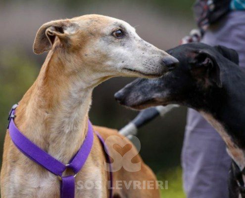 Goten-Galgo