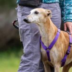 Goten-Galgo