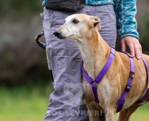 Goten-Galgo