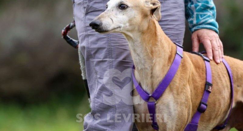 Goten-Galgo