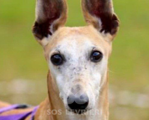 Goten-Galgo