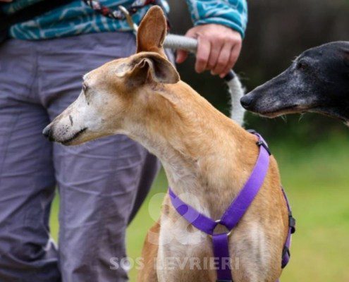 Goten-Galgo