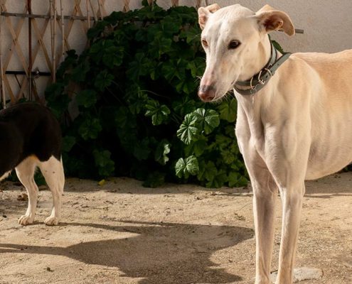 I giganti gentili: comprendere il temperamento dei Greyhound