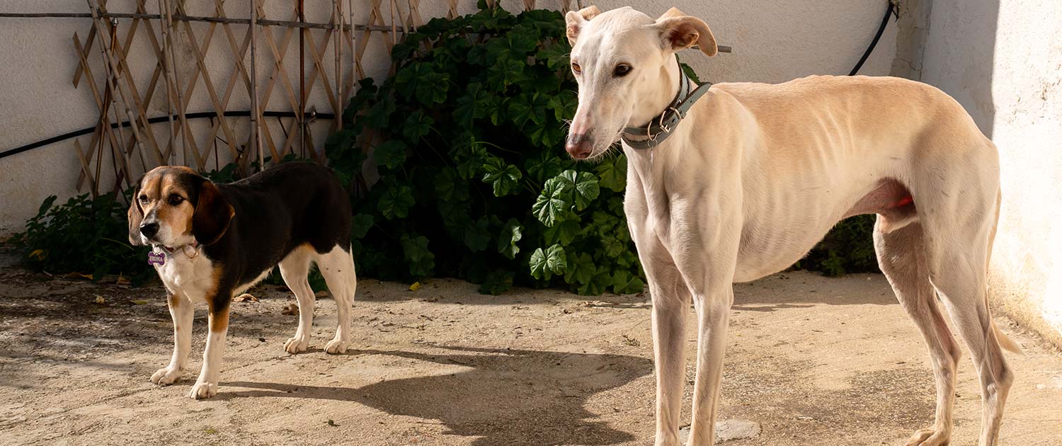 I giganti gentili: comprendere il temperamento dei Greyhound