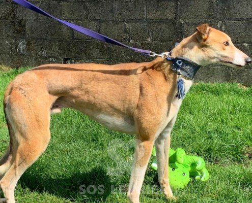 Lance-Greyhound