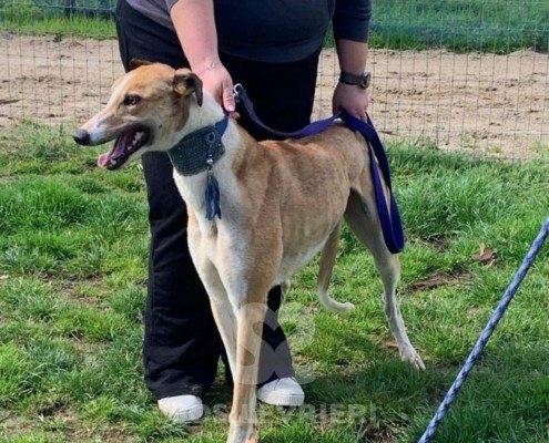 Lance-Greyhound