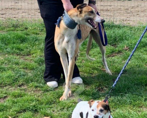 Lance-Greyhound