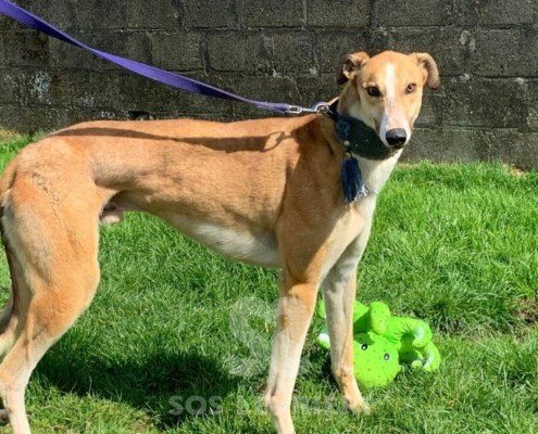 Lance-Greyhound