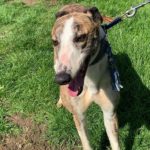 Percival-Greyhound