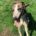 Percival-Greyhound