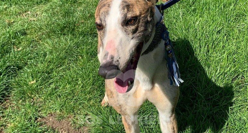 Percival-Greyhound