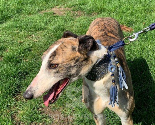 Percival-Greyhound