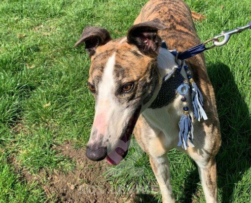Percival-Greyhound