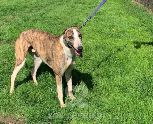 Percival-Greyhound