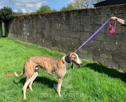 Percival-Greyhound