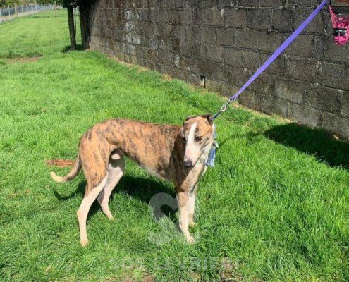 Percival-Greyhound