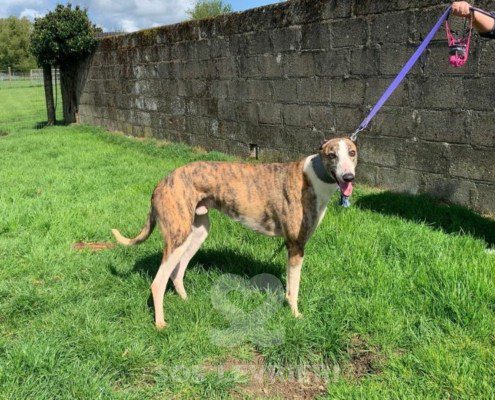 Percival-Greyhound