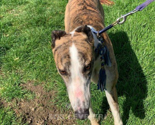 Percival-Greyhound