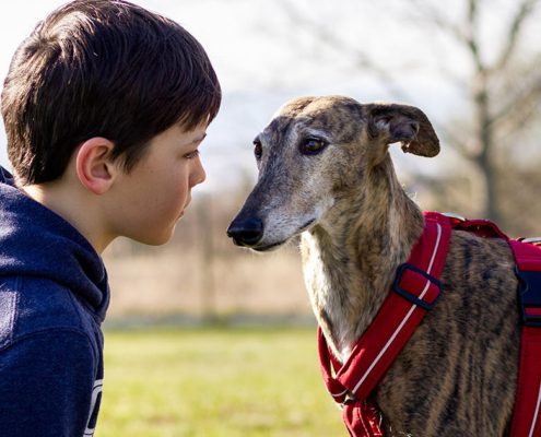 Presentare il tuo Levriero ai bambini