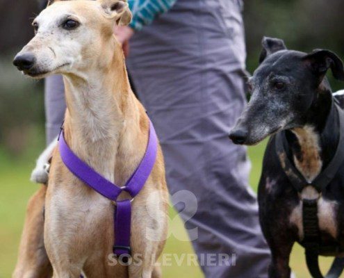Sardana-Galgo