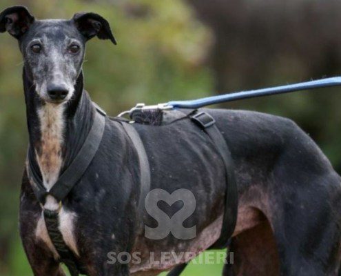 Sardana-Galgo