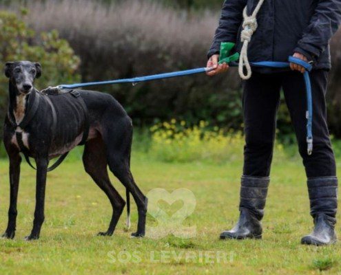 Sardana-Galgo