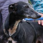 Sardana-Galgo