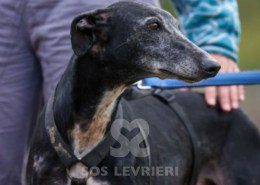 Sardana-Galgo