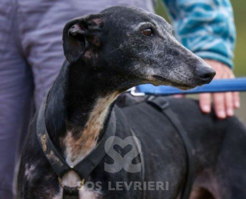 Sardana-Galgo