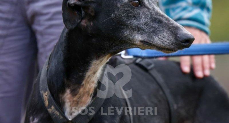 Sardana-Galgo