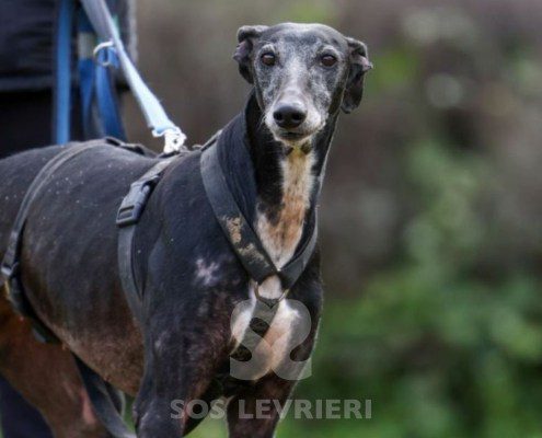 Sardana-Galgo