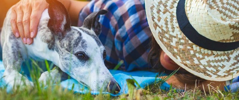 Sfatare i miti sui Levrieri