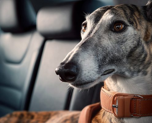 Viaggiare con il tuo Levriero: rendere i viaggi sicuri e senza stress