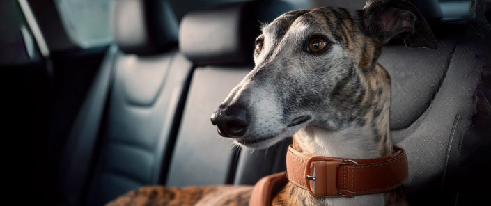 Viaggiare con il tuo Levriero: rendere i viaggi sicuri e senza stress Viaggiare con il tuo Levriero: rendere i viaggi sicuri e senza stress