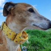 Arrivo Galgo e Greyhound sabato 24 Maggio 2025