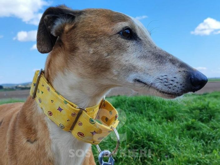 Arrivo Galgo e Greyhound sabato 24 Maggio 2025 Arrivo Galgo e Greyhound sabato 24 Maggio 2025