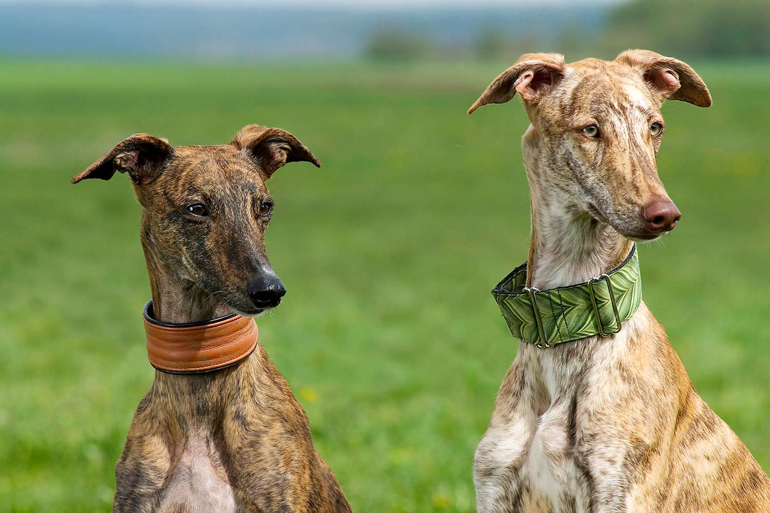 L'elegante Galgo: storia, caratteristiche e bisogni unici