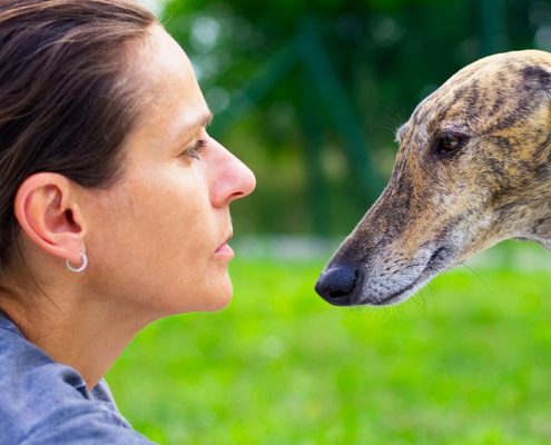 L'elegante Galgo: storia, caratteristiche e bisogni unici
