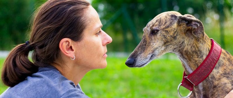 L'elegante Galgo: storia, caratteristiche e bisogni unici