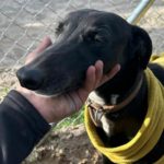 Abeja-Maia-Galgo