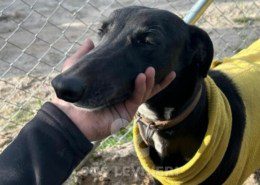 Abeja-Maia-Galgo