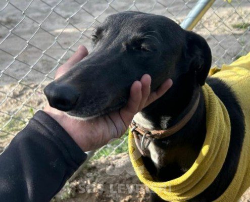 Abeja-Maia-Galgo
