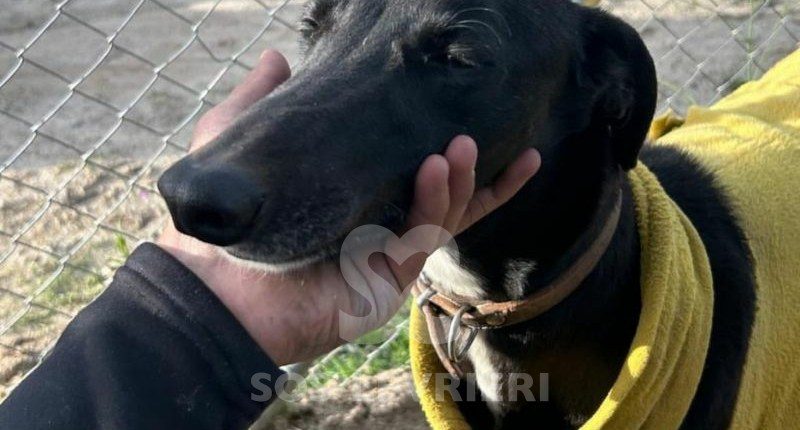 Abeja-Maia-Galgo
