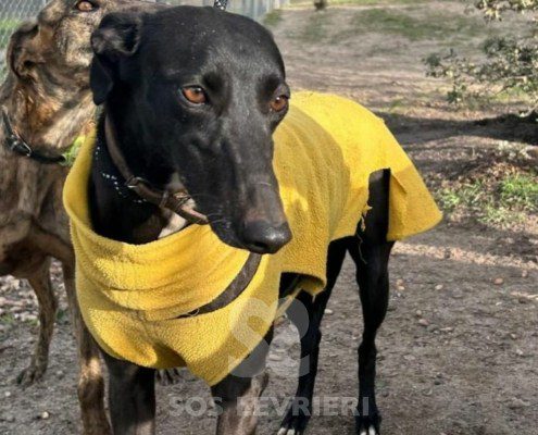 Abeja-Maia-Galgo