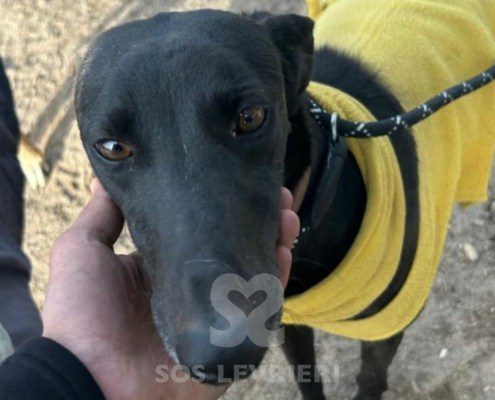 Abeja-Maia-Galgo